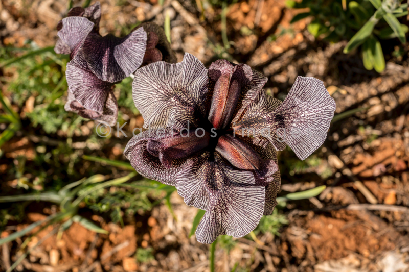 Al Arz;Iris;Iris Cedreti;Kaleidos;Kaleidos images;Lebanon;Middle East;Near East;Proche Orient;Tarek Charara;Flowers;Endemic;Endangered species;Endemic species;Critically endangered;Critically endangered species